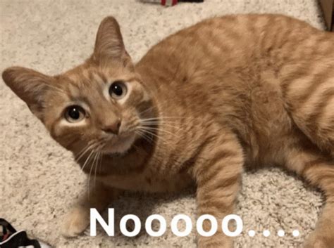 no no gif|no no no gif cat.